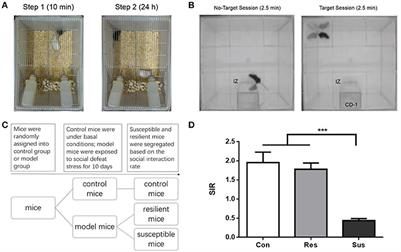 Differential GR Expression and Translocation in the Hippocampus Mediates Susceptibility vs. Resilience to Chronic Social Defeat Stress